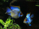 Breeding Pair - Electric Blue Balloon Ram - Betta USA Aquatic